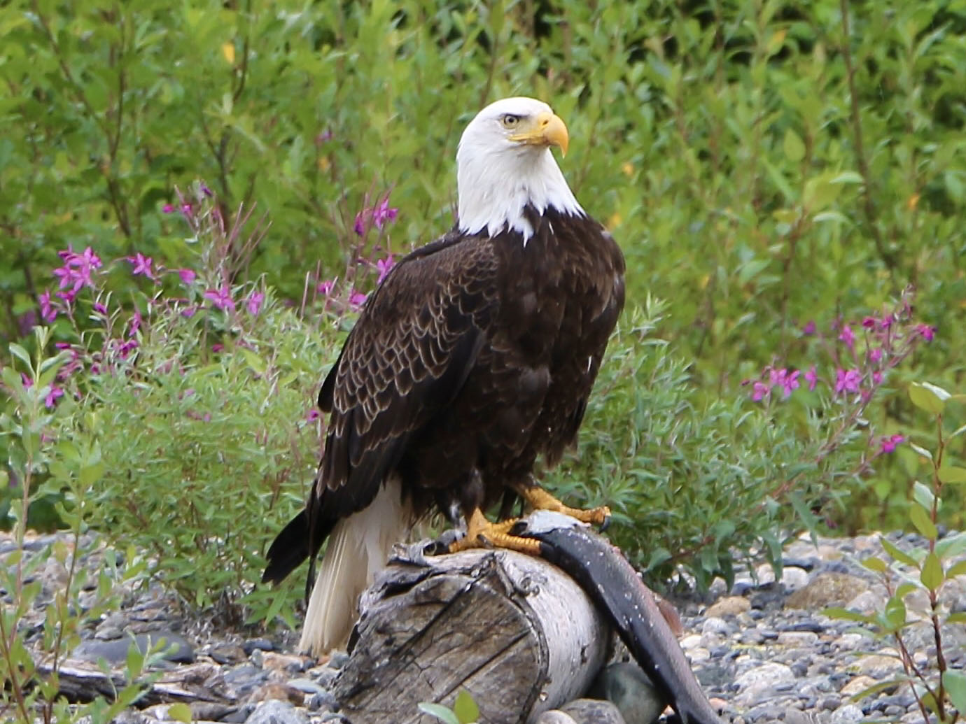 Eagle feeds on fresh fish caught from Willow Creek in Alaska during a guided Alaska Rafting Tour