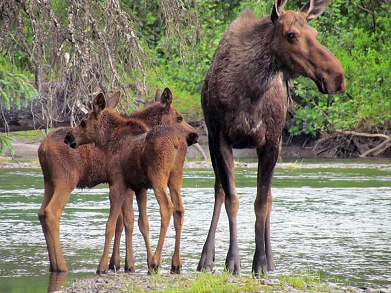 Mother moose with calves seen along Alaska's Willow Creek during a guided rafting tour