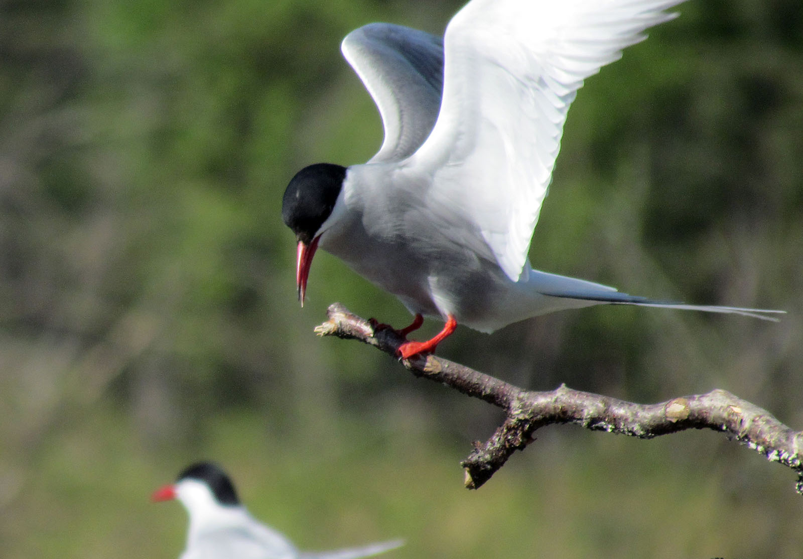 View arctic terns and other migratory birds in Alaska during a Rafting Tour on Alaska's Willow Creek